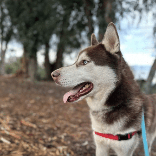 DJ, a brown and white 56 lbs Siberain Husky available for adoption at the Santa BarbaraCounty Animal Services